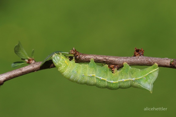 Pyramideneule (Amphipyra pyramidea)